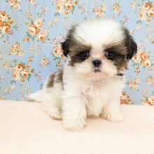 心奪われるかわいさ💗　シーズーの男のコ　2025/9/26撮影