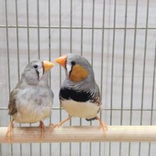 オレンジのクチバシがチャームポイント🧡キンカ鳥さんノーマルペア