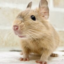 デグー（サンド）　女の子　カキカキとごはんが大好き♪元気いっぱいです！