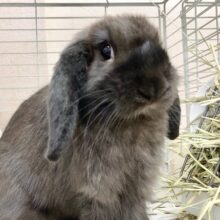 最新画像！ホーランドロップ（ブラック）　ごはんもりもり食べるよ！