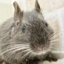 デグー（ディープブルー）　女の子　レアカラーなデグーさんが来ました！