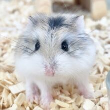 ロボロフスキーハムスター（ノーマル）　女の子　ちっちゃなボディの人気者！